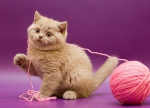 ������� ����������