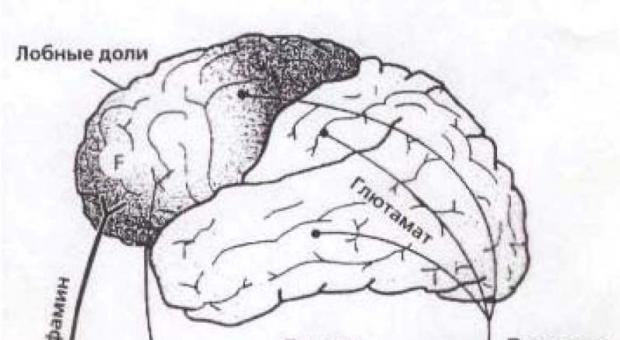 Пирамидная и экстрапирамидная системы головного мозга